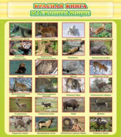 Красная книга - млекопитающие