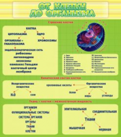 От клетки до организма