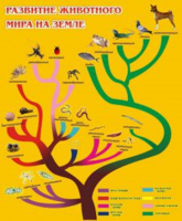 Развитие животного мира на земле