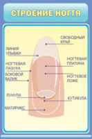 Строение ногтя