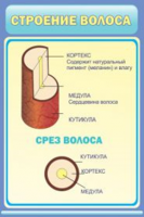 Структура волос
